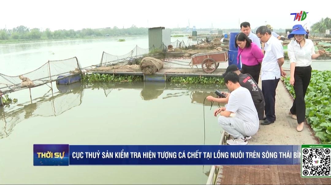 Cục Thủy sản kiểm tra cá chết tại lồng nuôi trên sông Thái Bình
